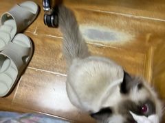 -瑞派宠物医院·犬猫全科·猫友好(宾水西道店)