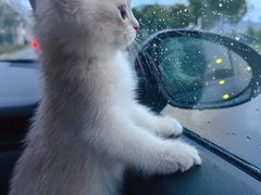 -东方名猫馆·英短金渐层布偶猫舍(环线广场1号楼店)