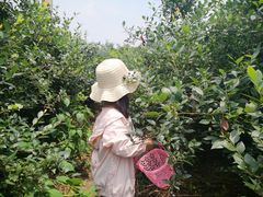 -金谷域澳洲庄园