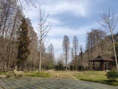 -素山寺森林公园