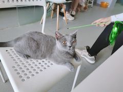 -我爱猫咪·猫咖·狗咖·安哥拉兔·羊驼咖(小寨华旗店)