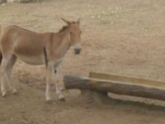 android_upload_pic-西安秦岭野生动物园