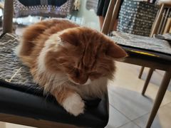 -平行世界·猫咖(首经贸店)
