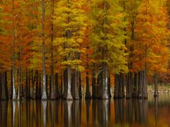 -白鹭湾湿地公园