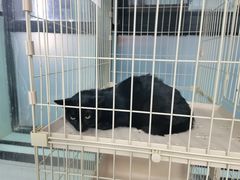 -嘉馨宠物医院·CT影像转诊·心脏科·犬猫全科诊疗中心(下沙大学城院区)