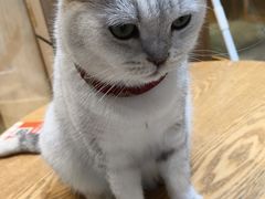 -藏猫猫咖啡主题馆(中央大道店)