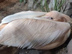 -海合安武汉极地海洋公园