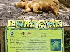 -上海野生动物园