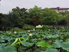 -青枫公园