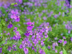 -苏州上方山国家森林公园