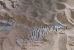 -恐龙探索乐园(磁器口店)