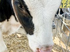 -君乐宝优致牧场