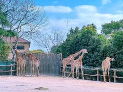 -上海野生动物园