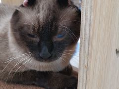 -飞行喵MR PILOT|猫舍·猫咖(静安大融城店)