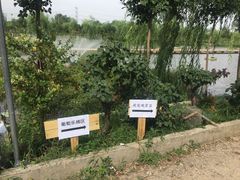 -同銮特种养殖场·龙虾垂钓