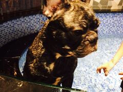 -MOLLY'S萌宠生活馆