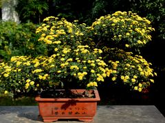 -杭州植物园