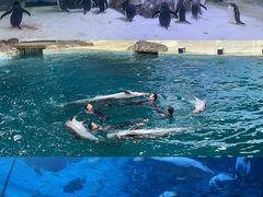 -杭州长乔极地海洋公园