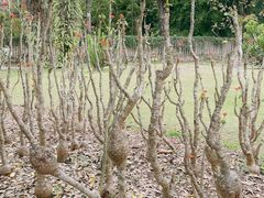 -中国科学院西双版纳热带植物园