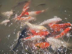 -珠海圆明新园
