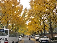 -三里屯东五街银杏大道