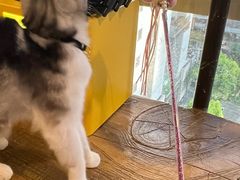 -猫猫幼稚园·撸猫·桌游·电玩