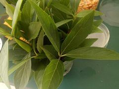 -淄博市张店区实验中学