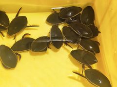 -美未居·老字号·地道顺德菜·桑拿鸡·鱼生(容桂店)
