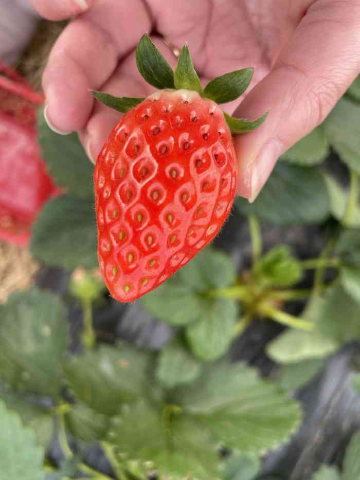 宝山凤冠奶油草莓基地-"元旦去的!节假日人太多,红的都被摘完了!