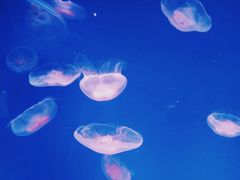 -芜湖新华联大白鲸海洋公园