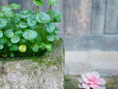 -南山植物园