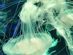 -南昌海洋公园