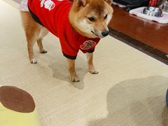-逗柴咖啡屋·狗咖猫咖宠物桌游