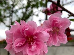 -西湖公园(鼓楼区)