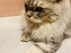 -猫儿山۰猫主题餐厅