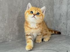 -小猫来了·猫舍(红山六九七九店)