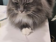 -安格丽娜·狗咖·猫咖羊驼咖(春熙路百盛商场店)