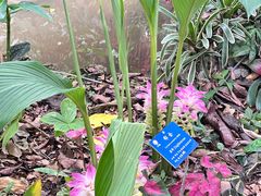 -中国科学院西双版纳热带植物园
