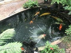 -Fern Forest Cafe