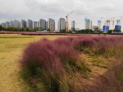 -尚贤河湿地