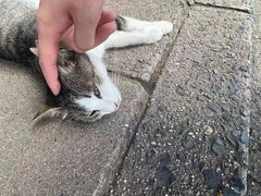 -有栖山 清光院 清水寺