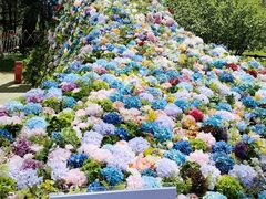 -上海共青森林公园