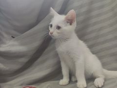 -芭比堂宠物医院·全科爱猫医院·仁德分院