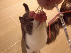 -momokira米努特·德文卷毛猫·棉花面纱犬
