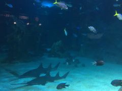 -悉尼海洋生物水族馆