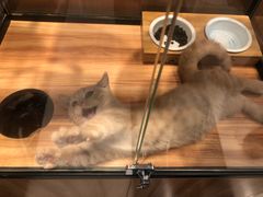 -袖虎·猫馆(体育西路店)