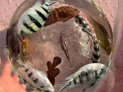 -小猫钓鱼海钓俱乐部(椰梦长廊店)