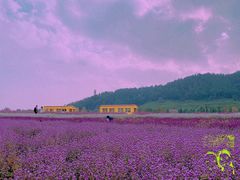 -径山花海