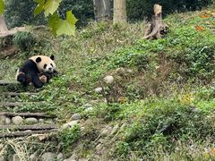 -中国大熊猫保护研究中心雅安碧峰峡基地