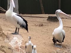 -费瑟代尔野生动物园